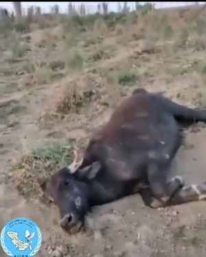 تدمير بيئي غير مسبوق تشهده المدن الأحوازية